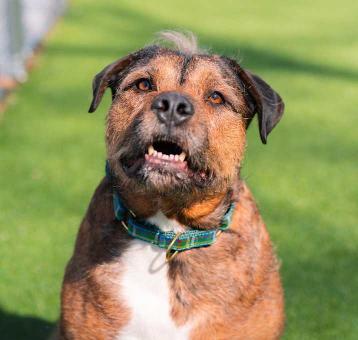 Photo of Koda