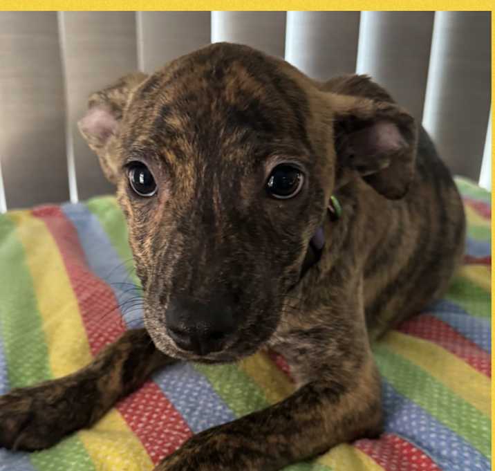 Photo of HARLEY – 4 MONTH WHIPPET MIX