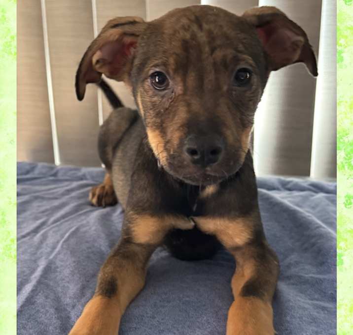 Photo of GUS – 4 MONTH WHIPPET MIX