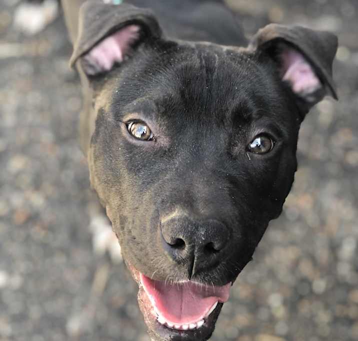 Photo of Willie (in foster)