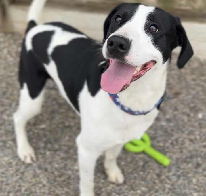 Photo of GUS - $0 Adoption Fee!