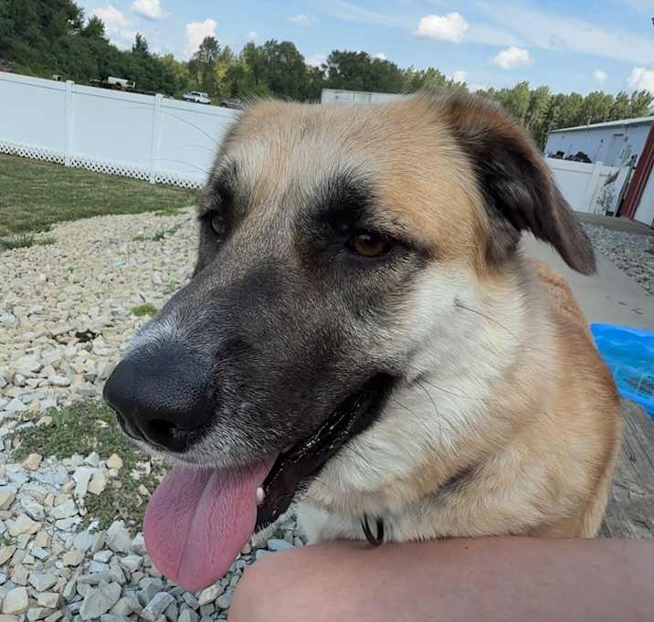 Photo of HAZEL | $0 Adoption Fee!