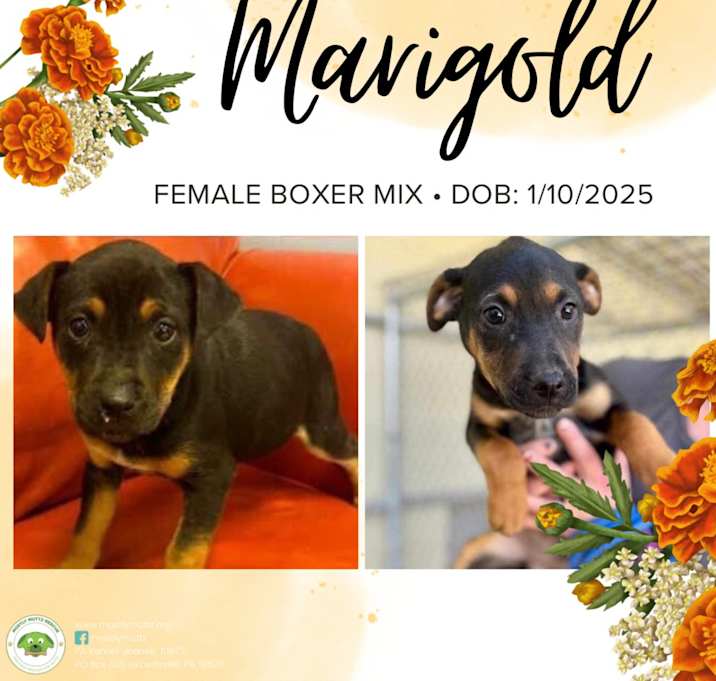 Photo of Marigold
