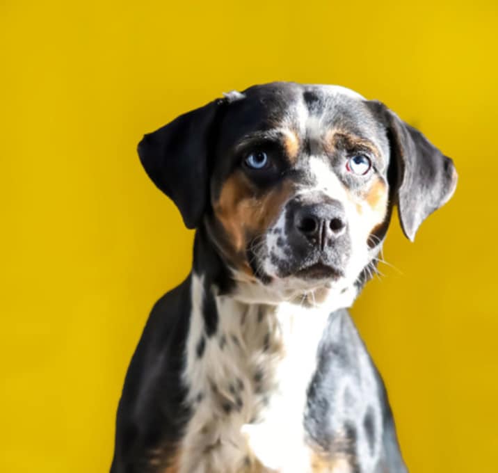 Photo of Bo