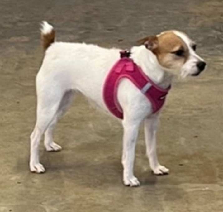 Photo of Zelda *