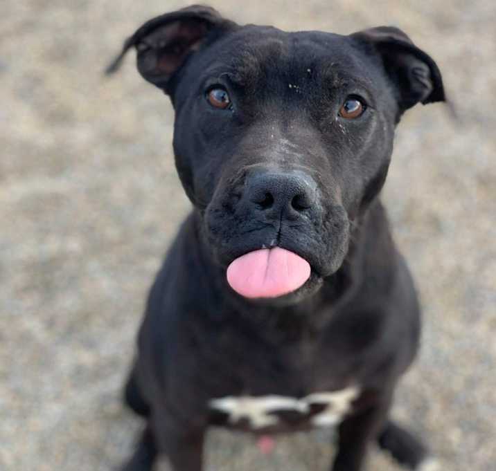 Photo of Onyx