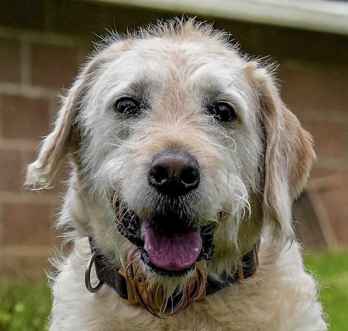 Photo of Awesome Asher Labradoodle