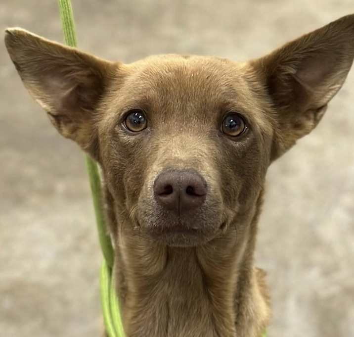 Photo of Finest Chocolate Fox IN FOSTER & HOUSE TRAINED!