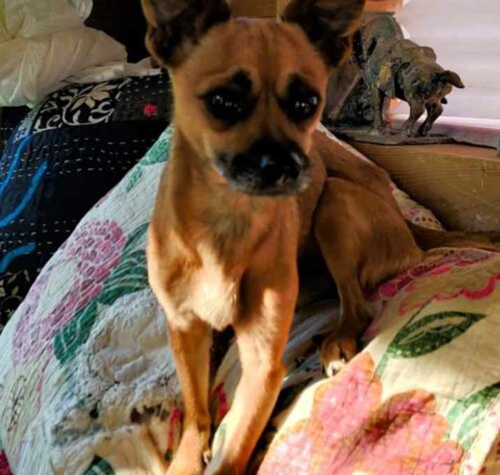 Photo of Rocky