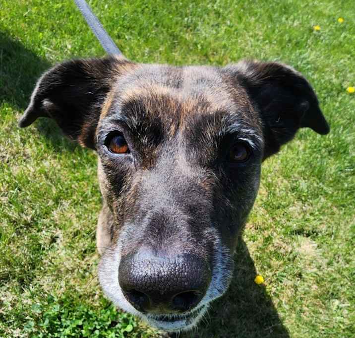 Photo of Rosie