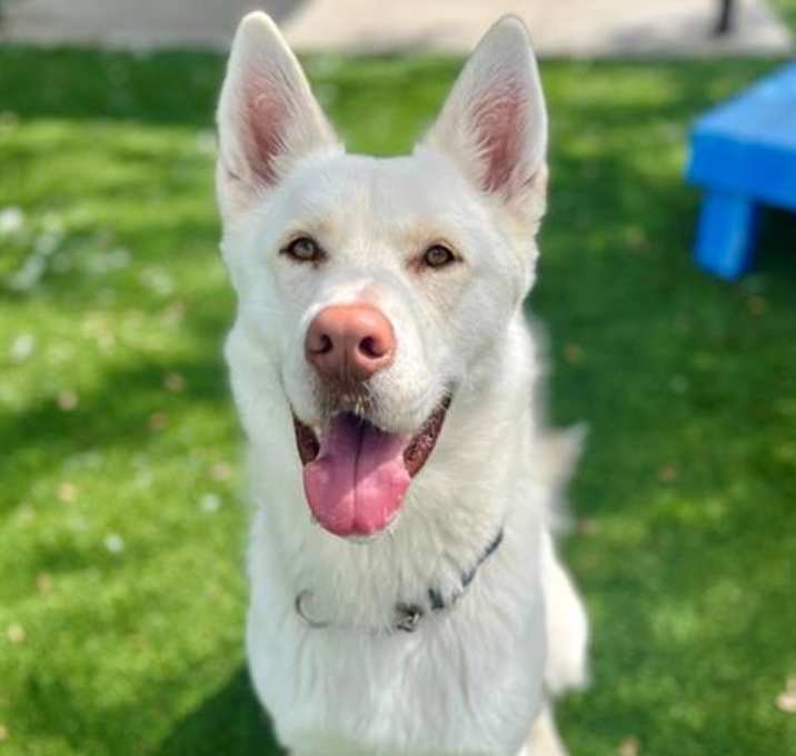 Photo of KOKO