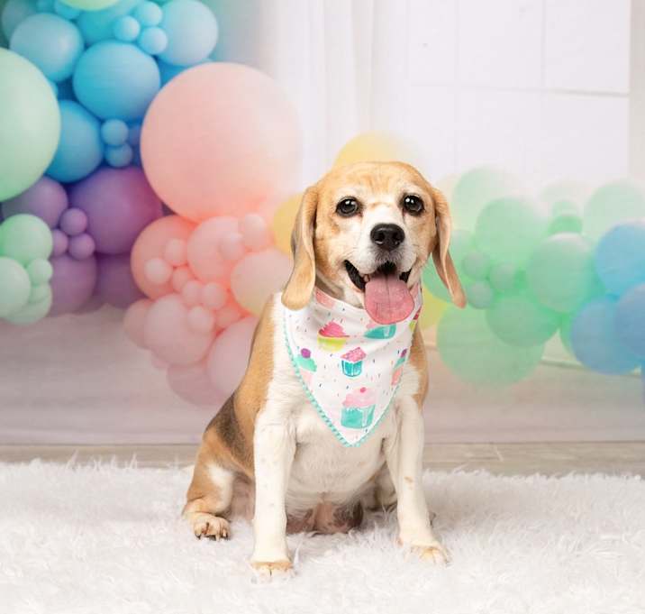 Photo of Rosie (Bonded with Ruby)
