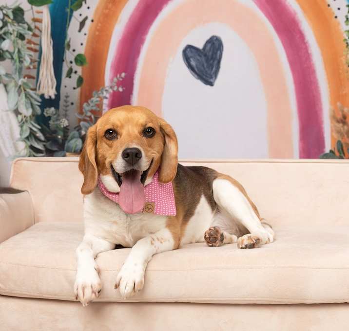 Photo of Ruby (Bonded with Rosie)