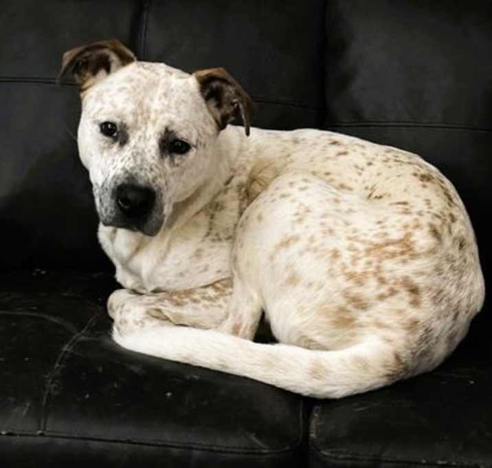 Photo of Cooper