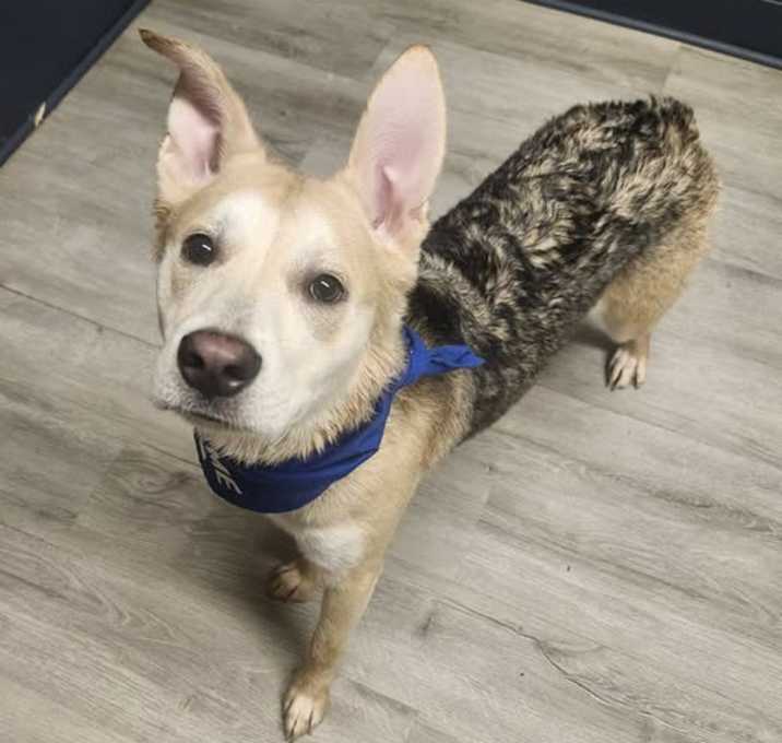 Photo of Shiloh