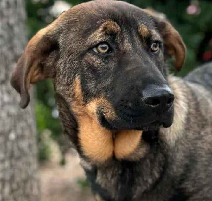 Photo of Cadet