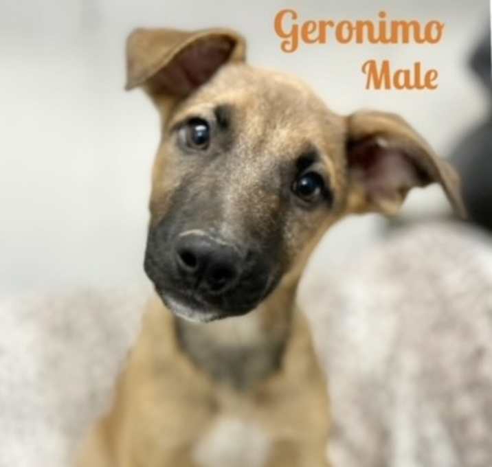 Photo of Geronimo in CT