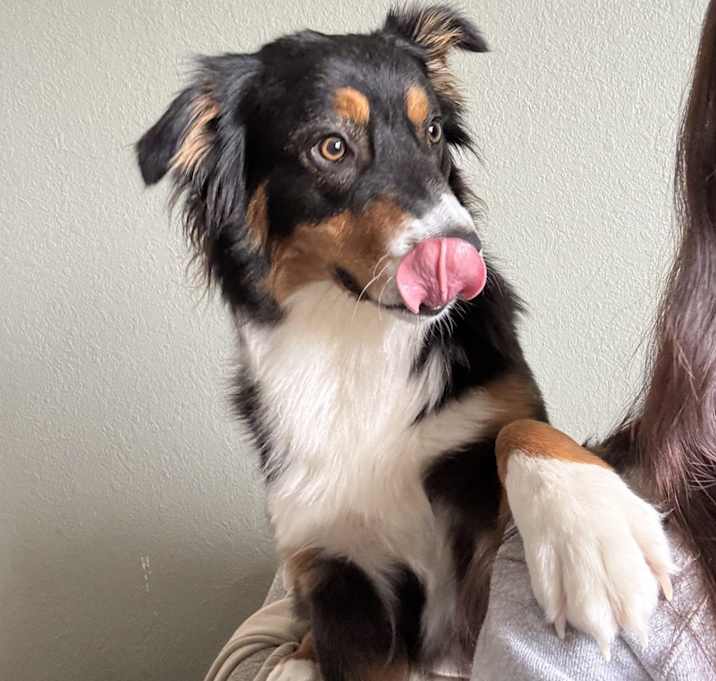 Photo of Piper