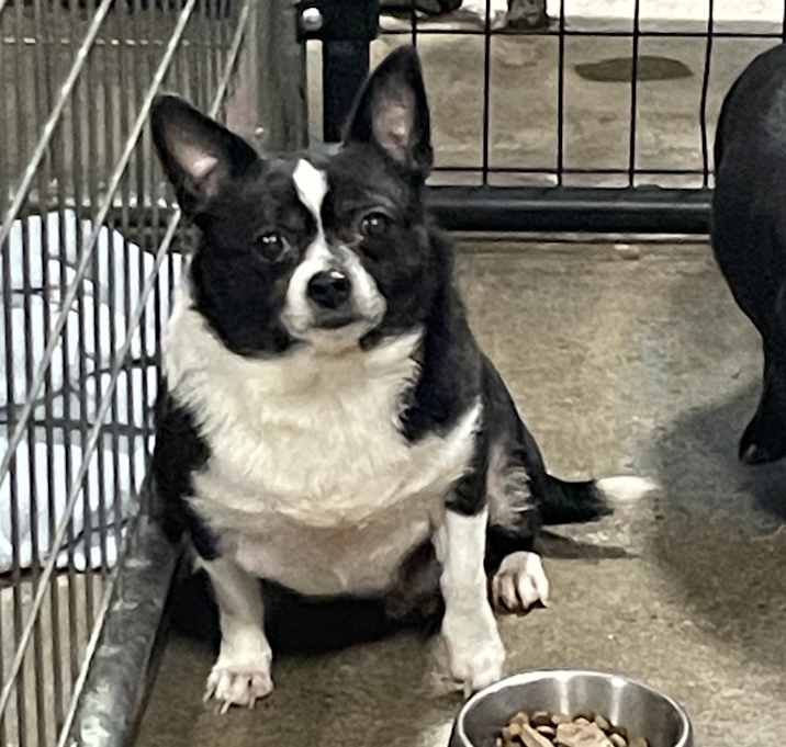 Photo of Oreo