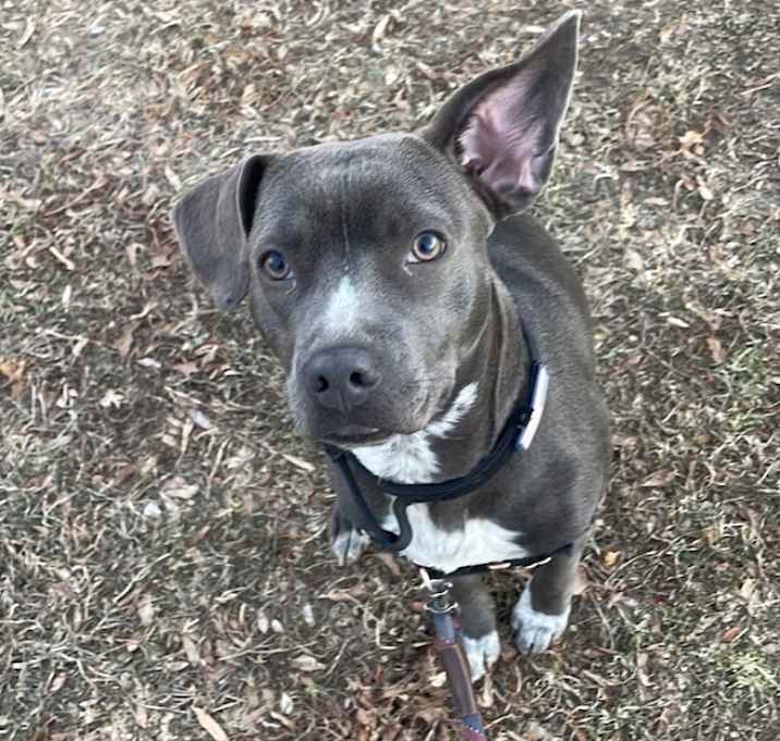 Photo of Cooper
