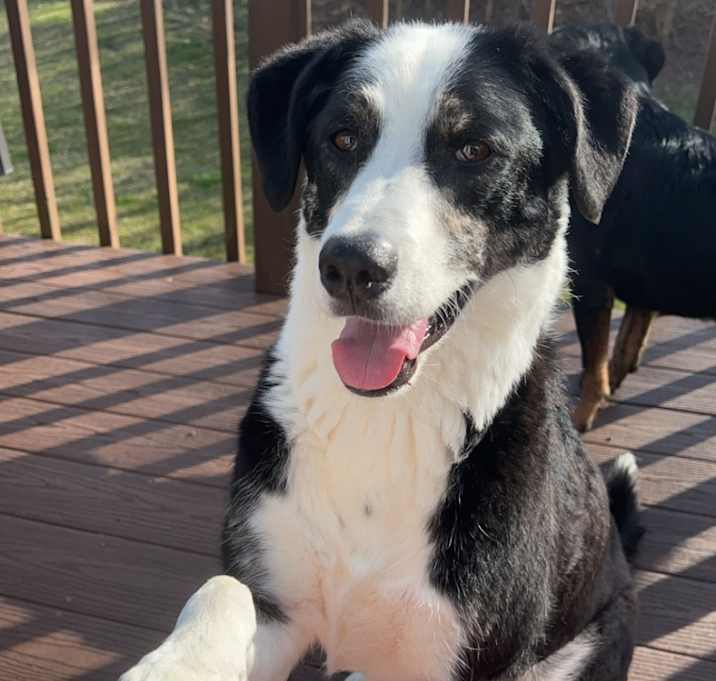 Photo of Buzz