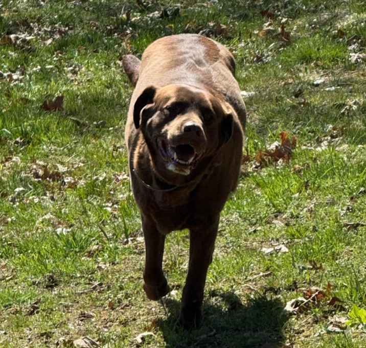Photo of Kimbra-owner rehome