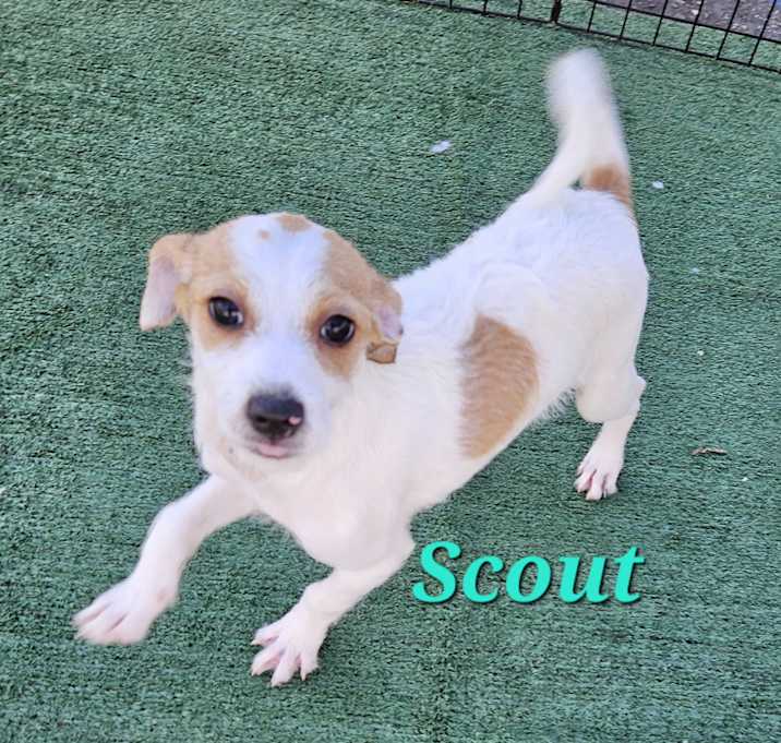 Photo of Scout