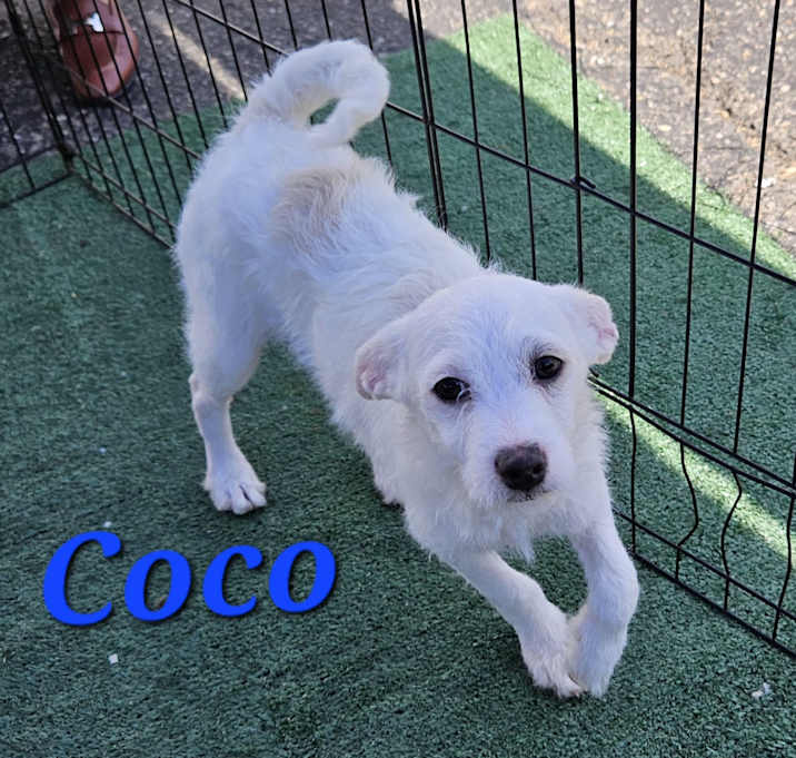 Photo of Coco