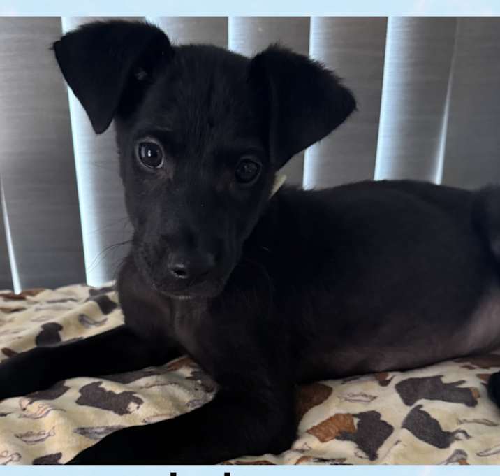 Photo of JOSH  – 4 MONTH TERRIER MIX MA