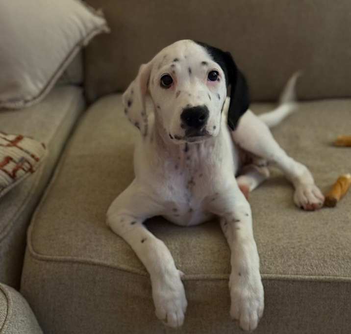 Photo of Daisy
