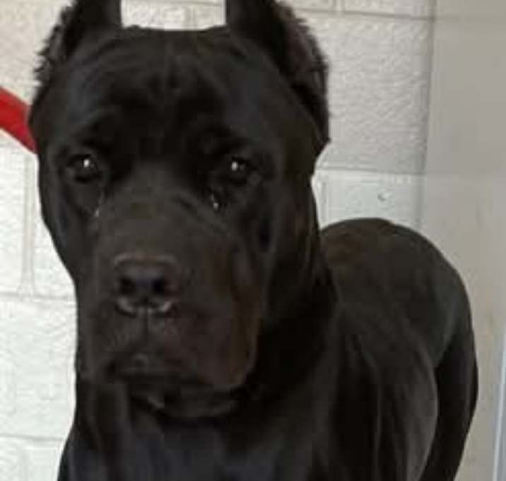 Photo of Axel