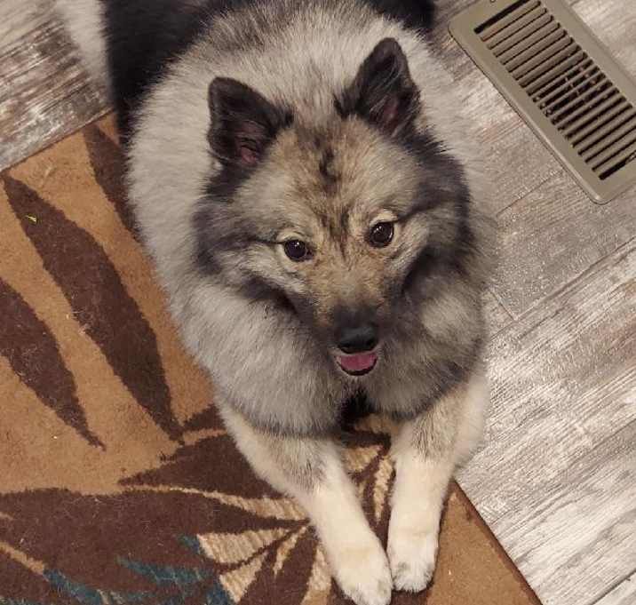 Photo of Dakota Bear
