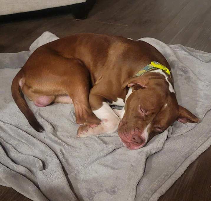 Photo of Dax