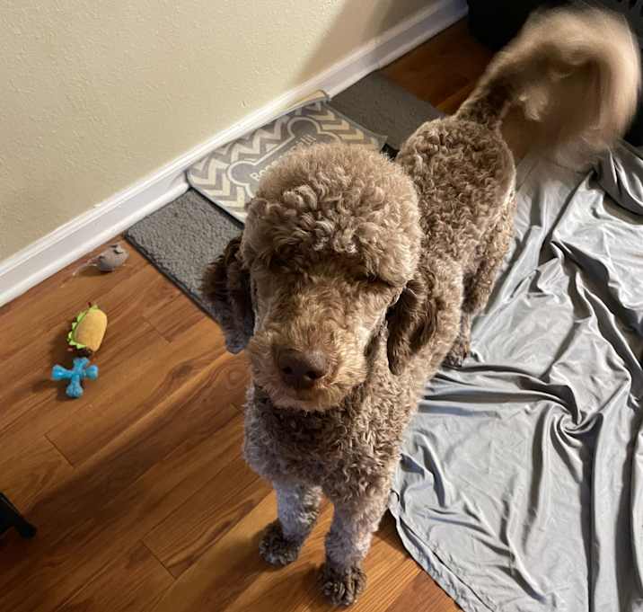 Photo of Osha