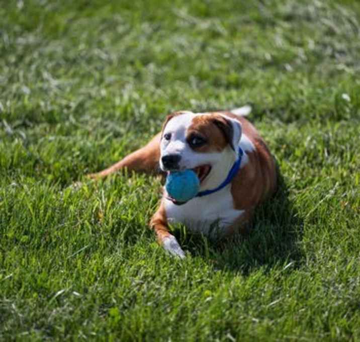 Photo of Wishbone  'Gus'