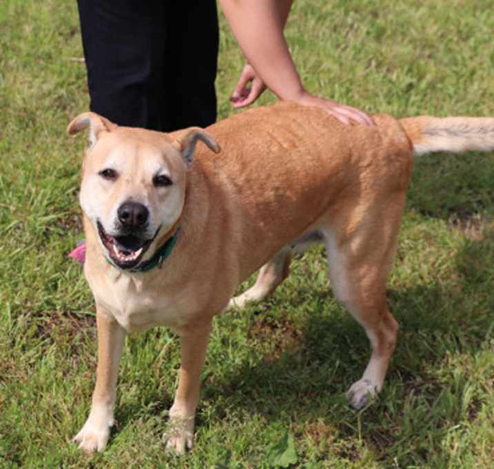 Photo of Bella (IN FOSTER)