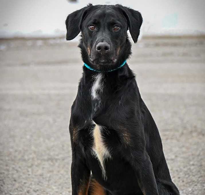 Photo of Jack (was Twix)