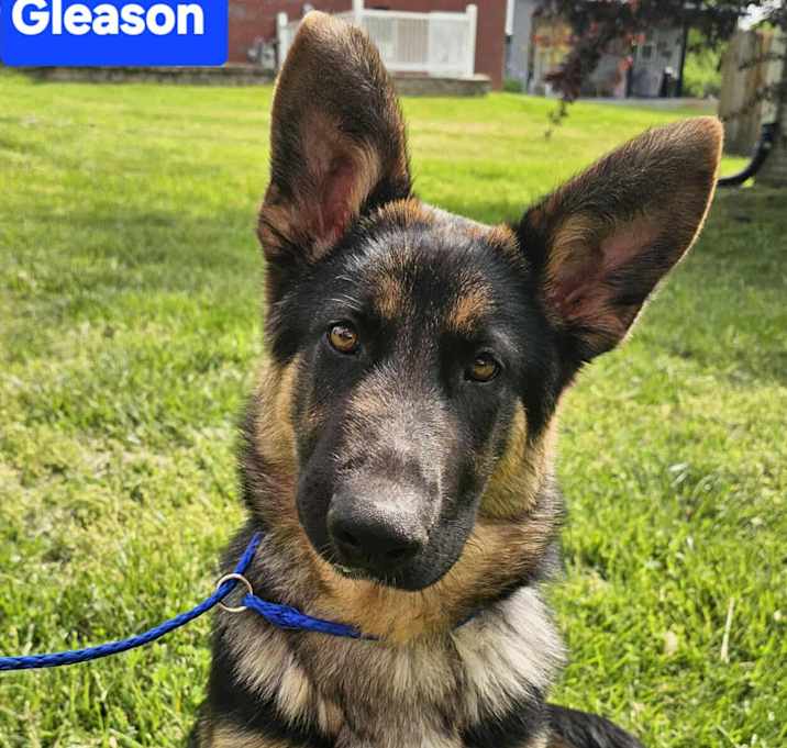 Photo of Gleason (4mo PUPPY)