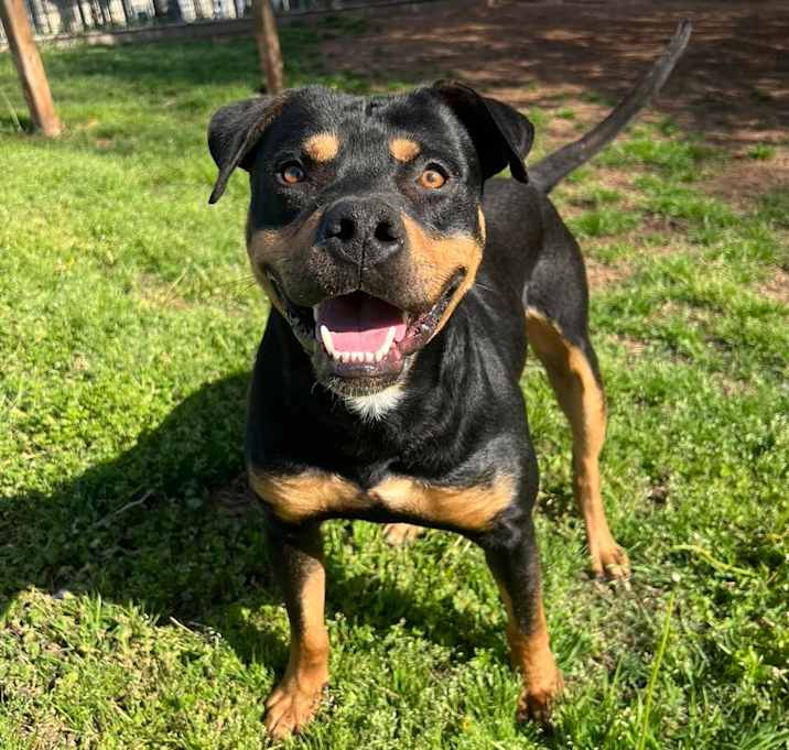 Photo of Romeo 