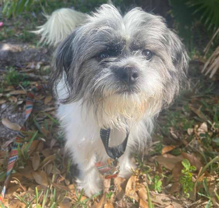 Photo of Farley