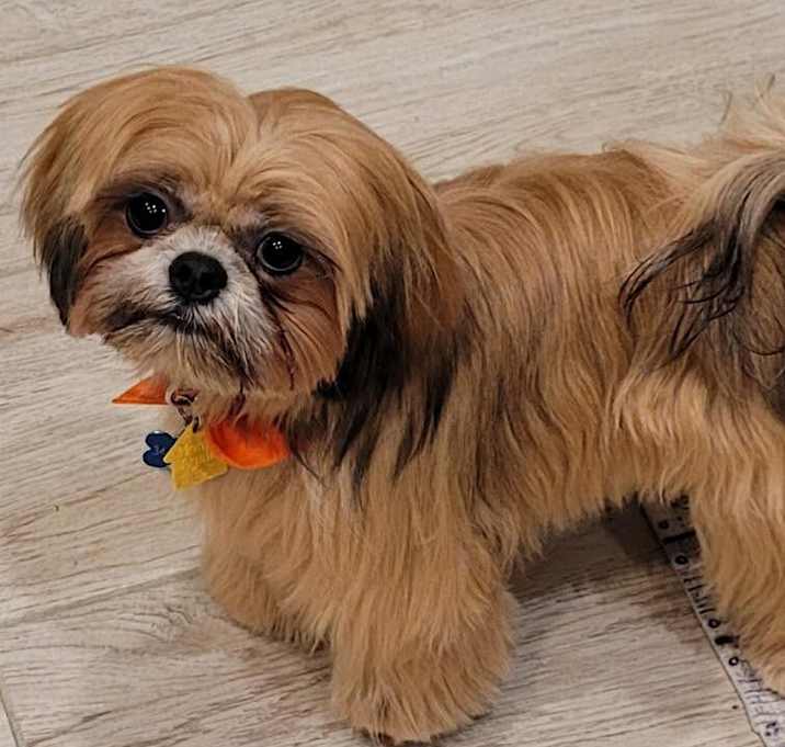 Photo of Gizmo