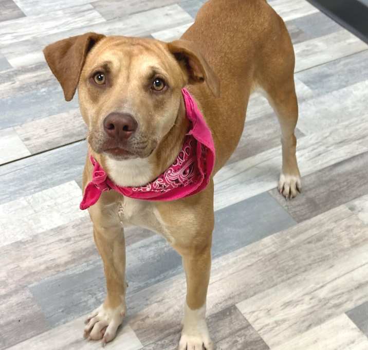 Photo of Pumpkin