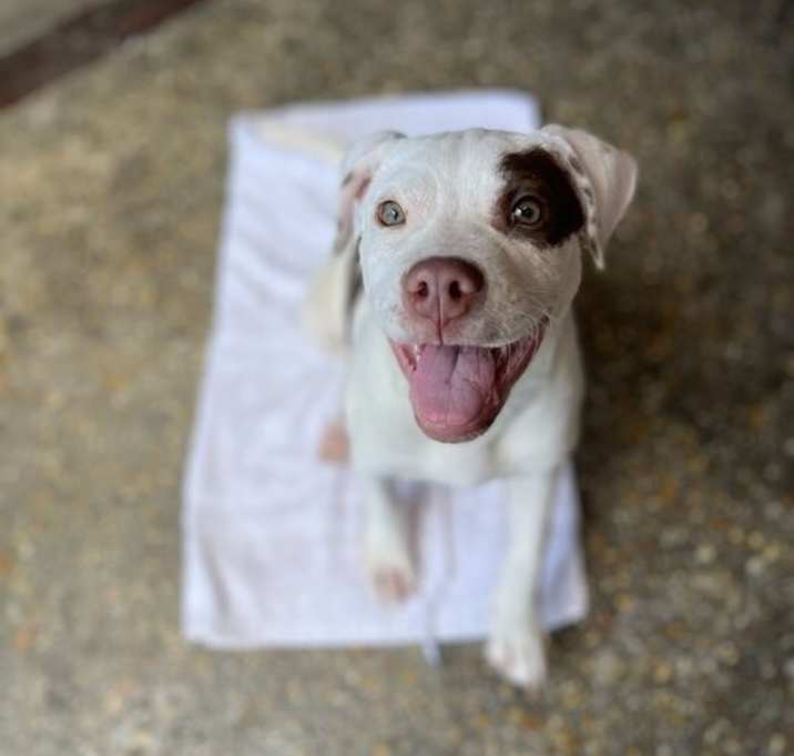 Photo of Nami (In Foster)