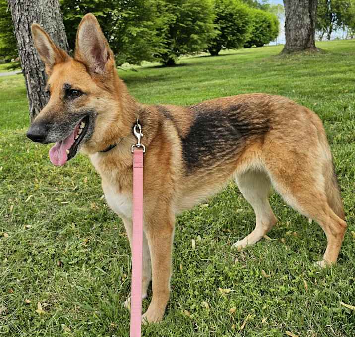 Photo of Penny