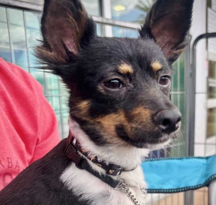Photo of Alfie