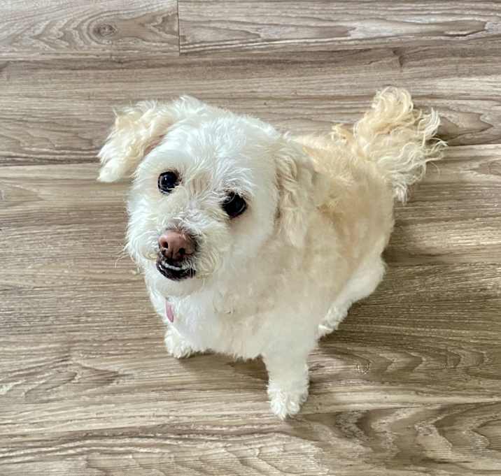 Photo of Luna
