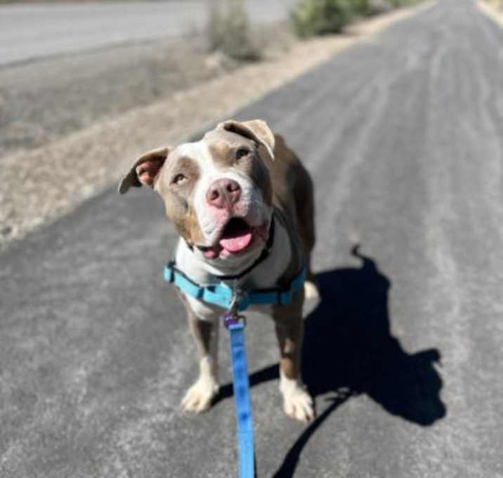 Photo of Nala