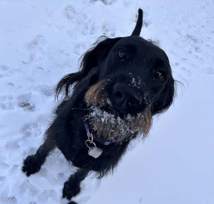 Photo of Oreo