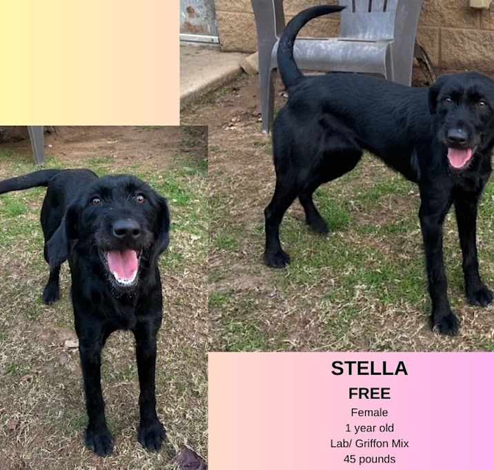 Photo of Stella