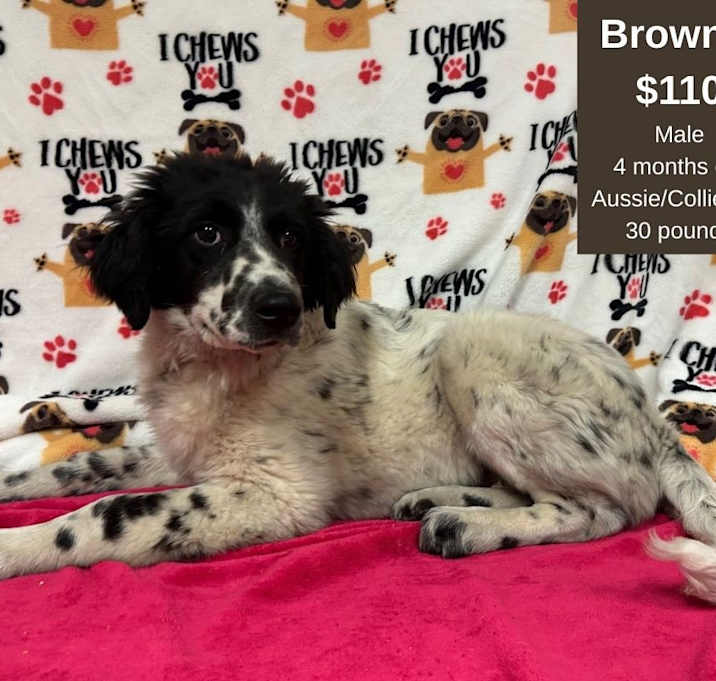 Photo of Brownie